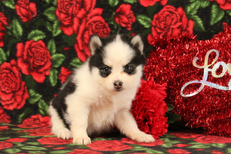 puppy, for, sale, Pomsky, Matthew B. Stoltzfus, dog, breeder, Gap, PA, dog-breeder, puppy-for-sale, forsale, nearby, find, puppyfind, locator, puppylocator, aca